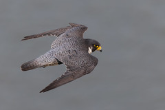 Male Peregrine Falcon flyby one late afternoon