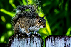 The Squirrel Is On De Fence (3)