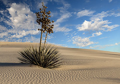 Yucca in a Sand Dune