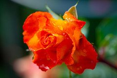 The orange rose shines again after the rain