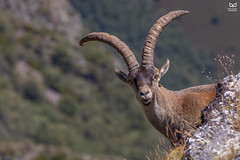 Cabra-montesa (Capra pyrenaica victoriae)