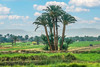 Egypt, Nile Valley, north of Luxor IMG_7817-Edit.jpg