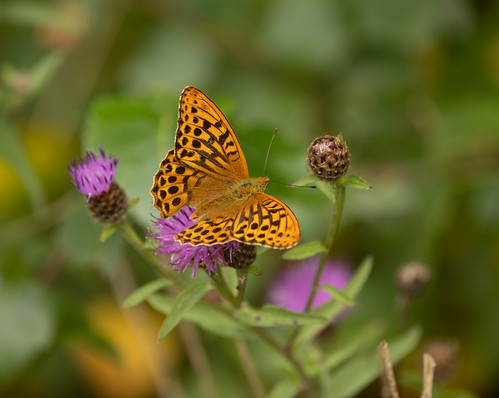 Male Silver Washed Fritillary