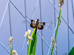 ButterDragonfly
