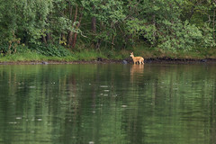 Roe deer in Hattavågen