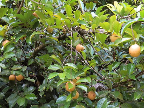 Grenada Nutmeg