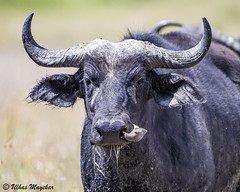 Buffalo with oxpecker
