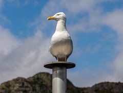 Regal Seagull
