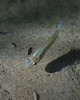 Mosquitofish - 1