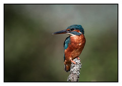Kingfisher on a stick (F) (Alcedo atthis) 2 clicks for zoom and best view