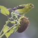 Goldfinch on sunflower -  Hampton Roads Virginia