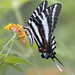 Zebra swallowtail butterfly on lantana plant -  Hampton Roads Virginia