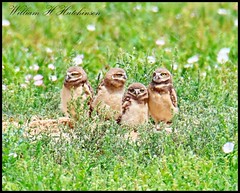 August 8, 2023 - Burrowing owl owlets keeping watch. (Bill Hutchinson)