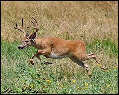 August 8, 2023 - Deer buck on the run. (Bill Hutchinson)