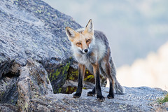 August 5, 2023 - Red fox at high altitude. (Tony's Takes)