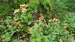 Lunch walk mushrooms