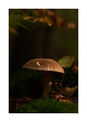 Amanita Rubescens (Blusher) mushroom at Creech Wood, Denmead (last year)