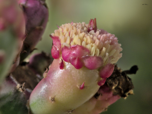 Dildo Flower (Opuntia monacantha f. monstruosa variegata) | Flor del cactus marm?reo