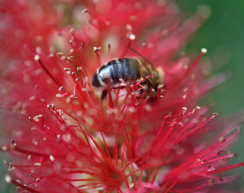 honey bee on Callistemon citrinus (Crimson Bottlebrush)