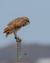 The Owl and a Pellet