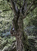 Mystic Tree Trunk | Photo 01/2023
