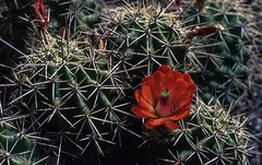 Cactus Flower, Big Bend NP, Texas 9538.12n