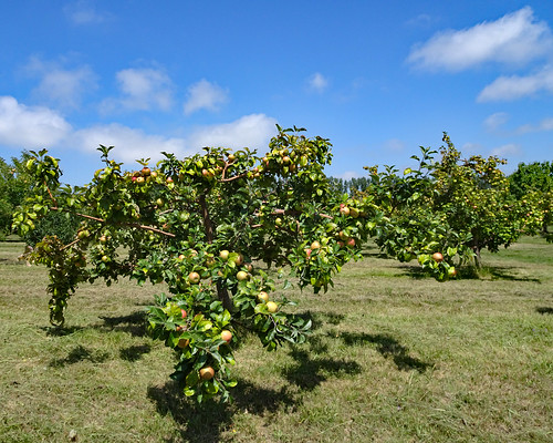 Cherry Point Orchard