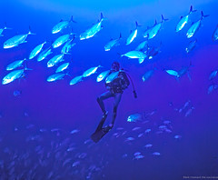 Neutrally buoyant dive buddy in a school of trevally.