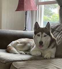 Husky Rescue images