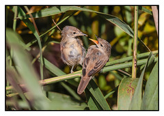 Reed Warblers (Juvenile)- (Acrocephalus scirpaceus) Z fo zoom