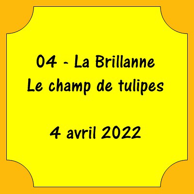 04 - La Brillanne - Champ de tulipes - 04 avril 2022