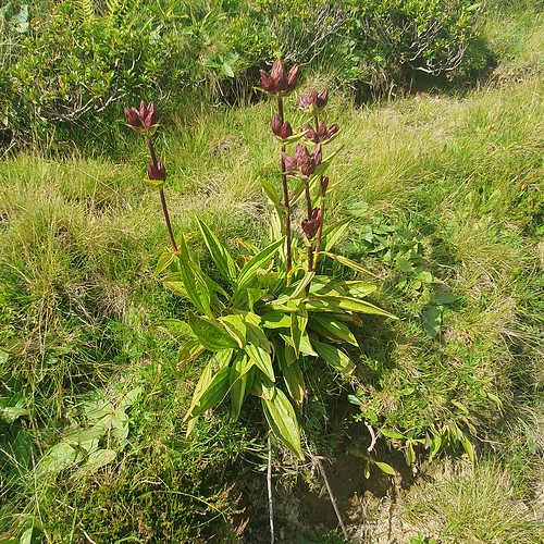 Gentiana purpurea | Purpur-Enzian, Nähe Widdersteinalpe