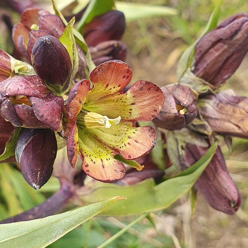 Gentiana purpurea | Purpur-Enzian, Nähe Widdersteinalpe