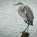 Bird, Gulf Shores, AL