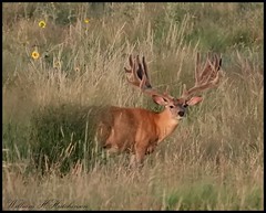 August 16, 2023 - Massive deer buck. (Bill Hutchinson)