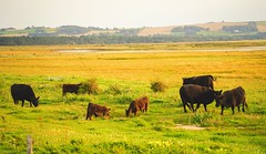 Cattle in the evening