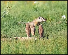 August 16, 2023 - Burrowing owls watch a badger. (Bill Hutchinson)
