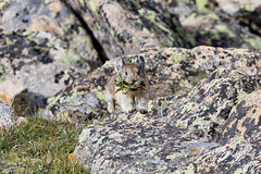 August 13, 2023 - Flying American pika. (Tony's Takes)