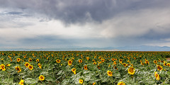 August 12, 2023 - Sunflowers and moody skies. (Tony's Takes)