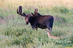August 13, 2023 - Massive moose bull and little deer doe. (Tony's Takes)