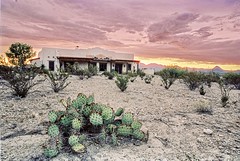 Desert Peyote