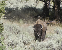 USA, Wyoming:  Lamar Valley Bison - Photo #2