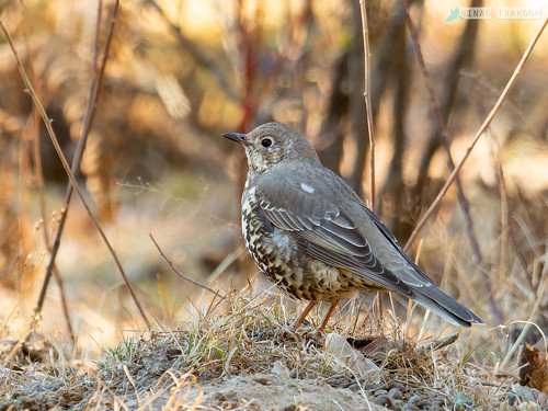 Mistle Thrush (Lifer) • <a style="font-size:0.8em;" href="http://www.flickr.com/photos/59465790@N04/53129917628/" target="_blank">View on Flickr</a>