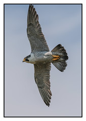 Peregrine Falcon - (Falco peregrinus) Double click  for large