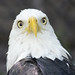 Bald eagle -  Maymont Park -  Richmond  Va.