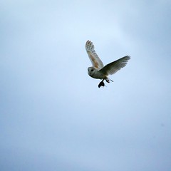 Barn Owl coming in with supper