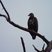 Bald Eagle, Council Grove State Park, Montana, August 22, 2023