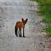 Fox In The Road