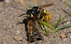 Bee wolf with prey on the ground
