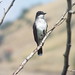 Eastern Kingbird, Kim Williams Nature Trail, Missoula, Montana, August 23, 2023